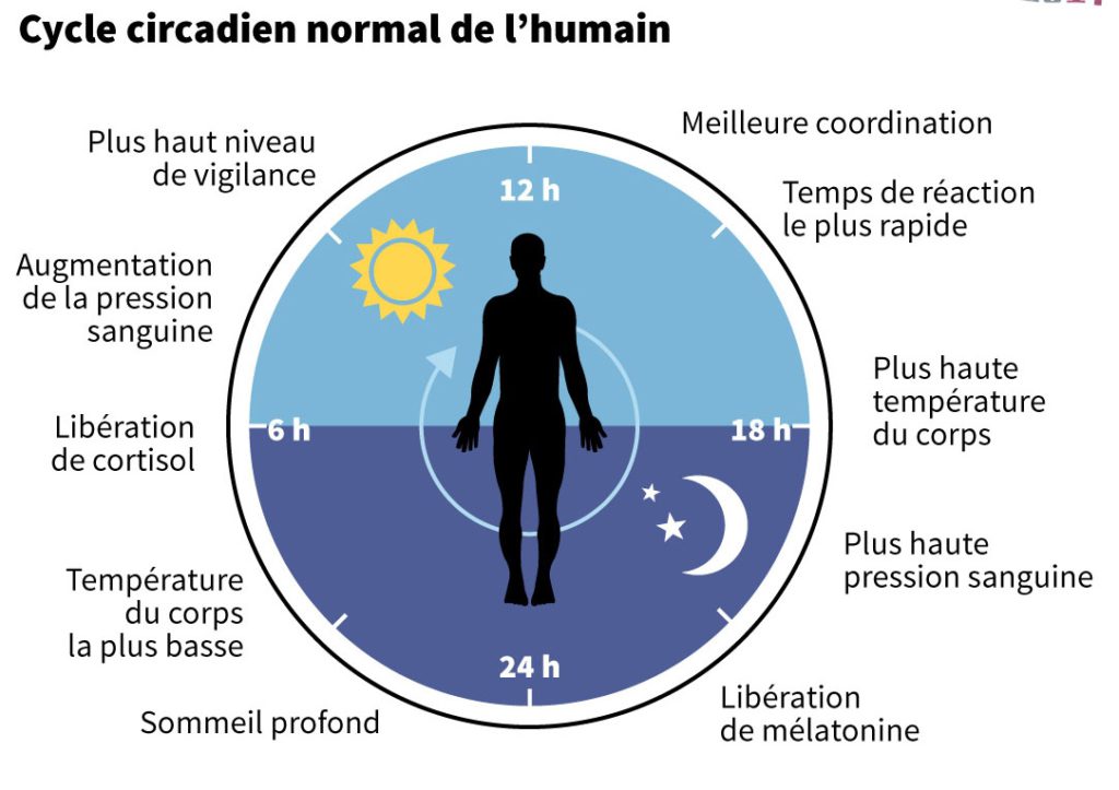 Cycle circadien normal de l'humain - Récupération musculaire